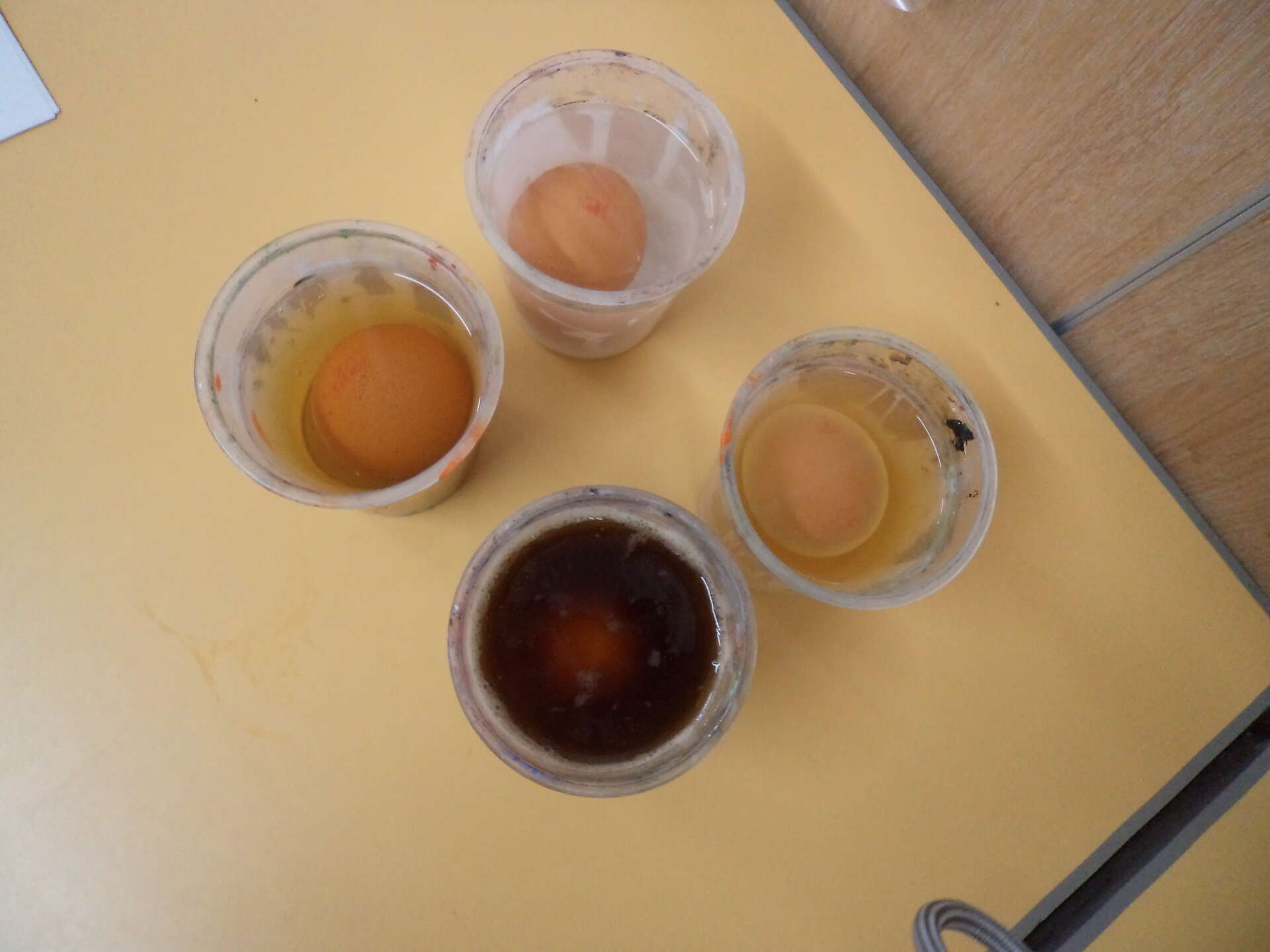 Egg Cellent Experiment