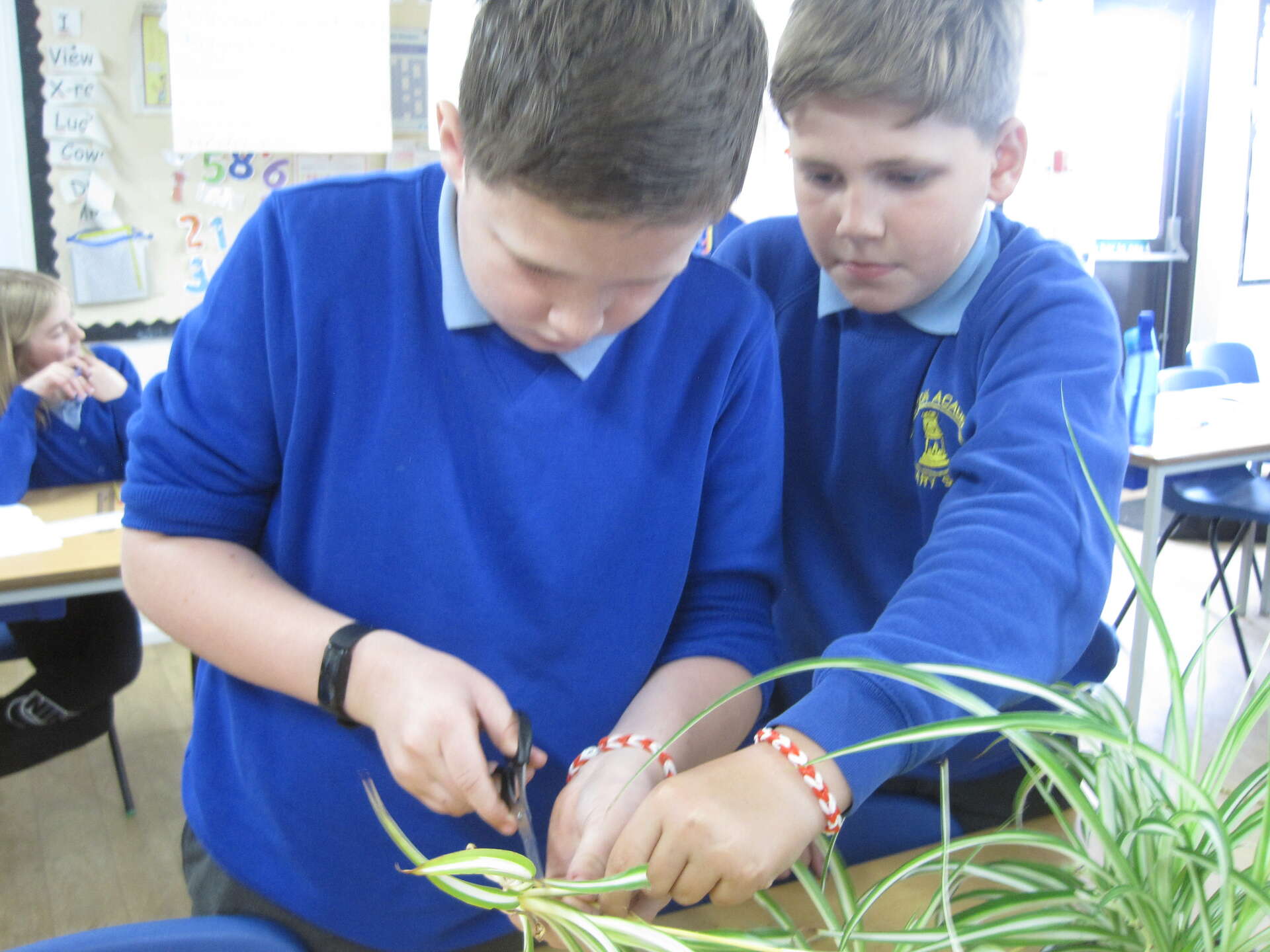 Taking Cuttings Year 5