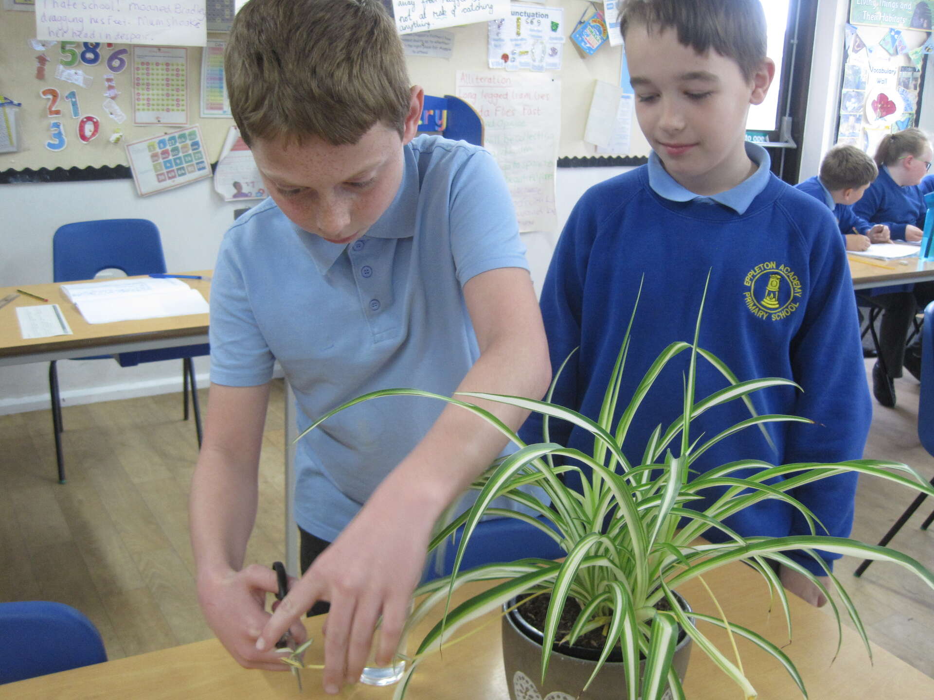 Taking Cuttings Year 5